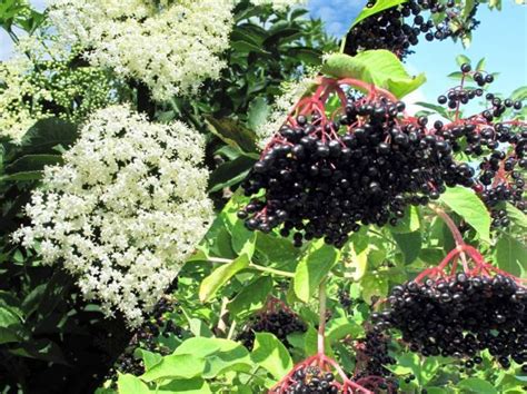 Fleurs et baies du sureau en ombelle