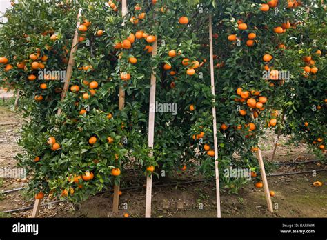 Mandarines 'Owari' mûres sur l'arbre