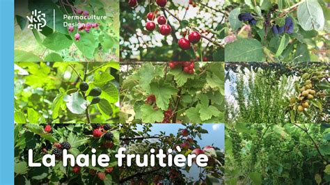 Schéma d'une haie fruitière en permaculture