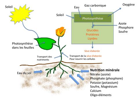 Schéma des principaux nutriments pour les plantes
