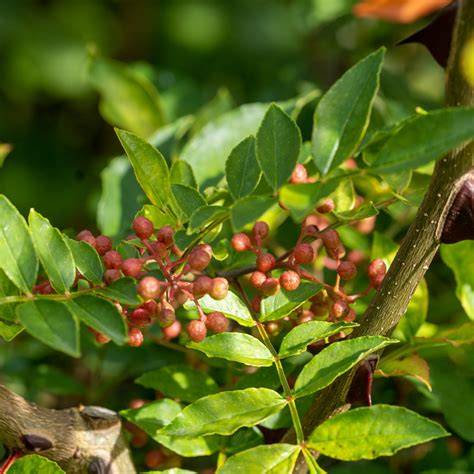 Zanthoxylum piperitum bonsaï