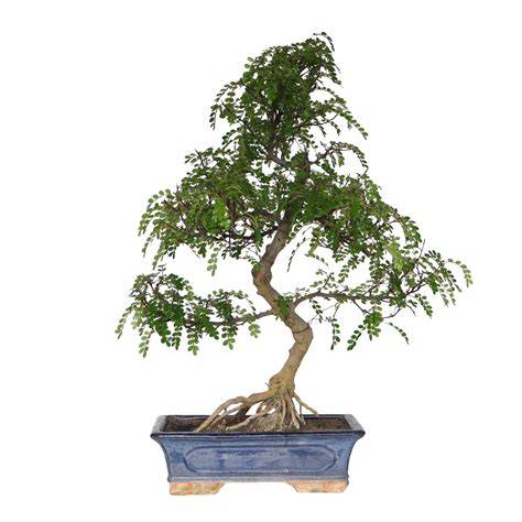 Bonsaï de poivrier du Sichuan en intérieur et extérieur