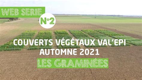 Les trois principales familles de couverts végétaux : graminées, crucifères et légumineuses