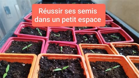 Semis de piments en intérieur