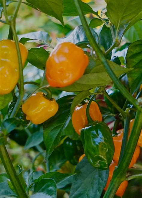Plante de piment Big Sun en pot