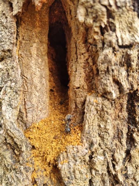 Fourmis sur un tronc d'arbre fruitier