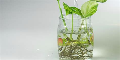 Comparaison visuelle entre une bouture en eau et une bouture en sphaigne après un mois