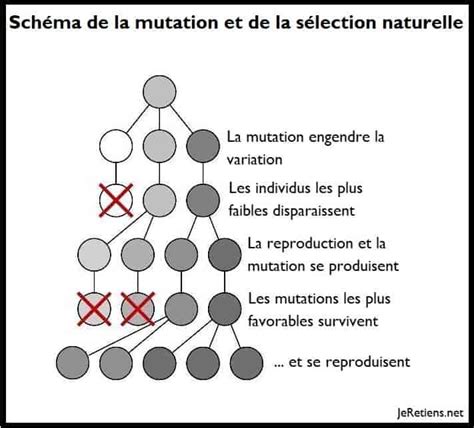 Schéma illustrant le cycle de la recherche végétale : de la sélection génétique aux champs des agriculteurs