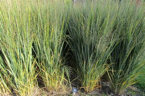 Graphique comparatif de l'efficacité herbicide sur le Panicum entre Merlin et les solutions standards