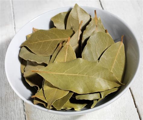 Feuilles de laurier fraîches et séchées